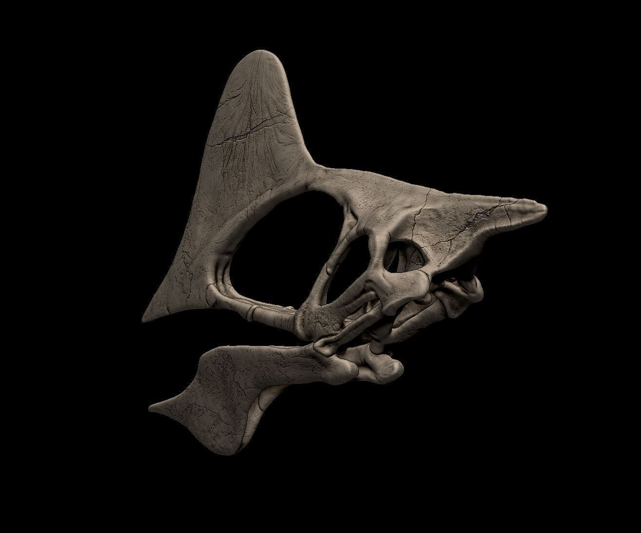 Tapejara Skull 3D print model_2