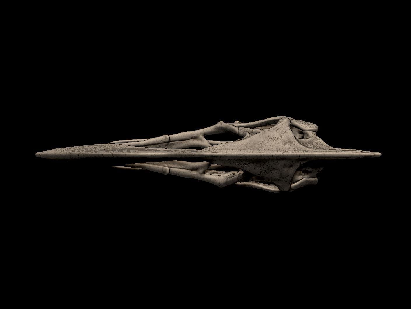 Tapejara Skull 3D print model_5