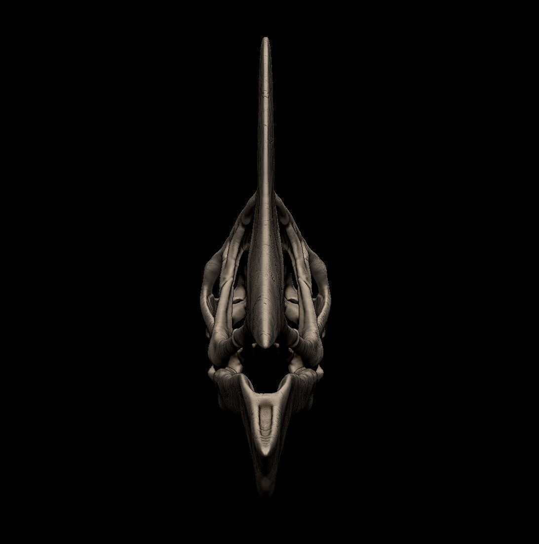 Tapejara Skull 3D print model_3