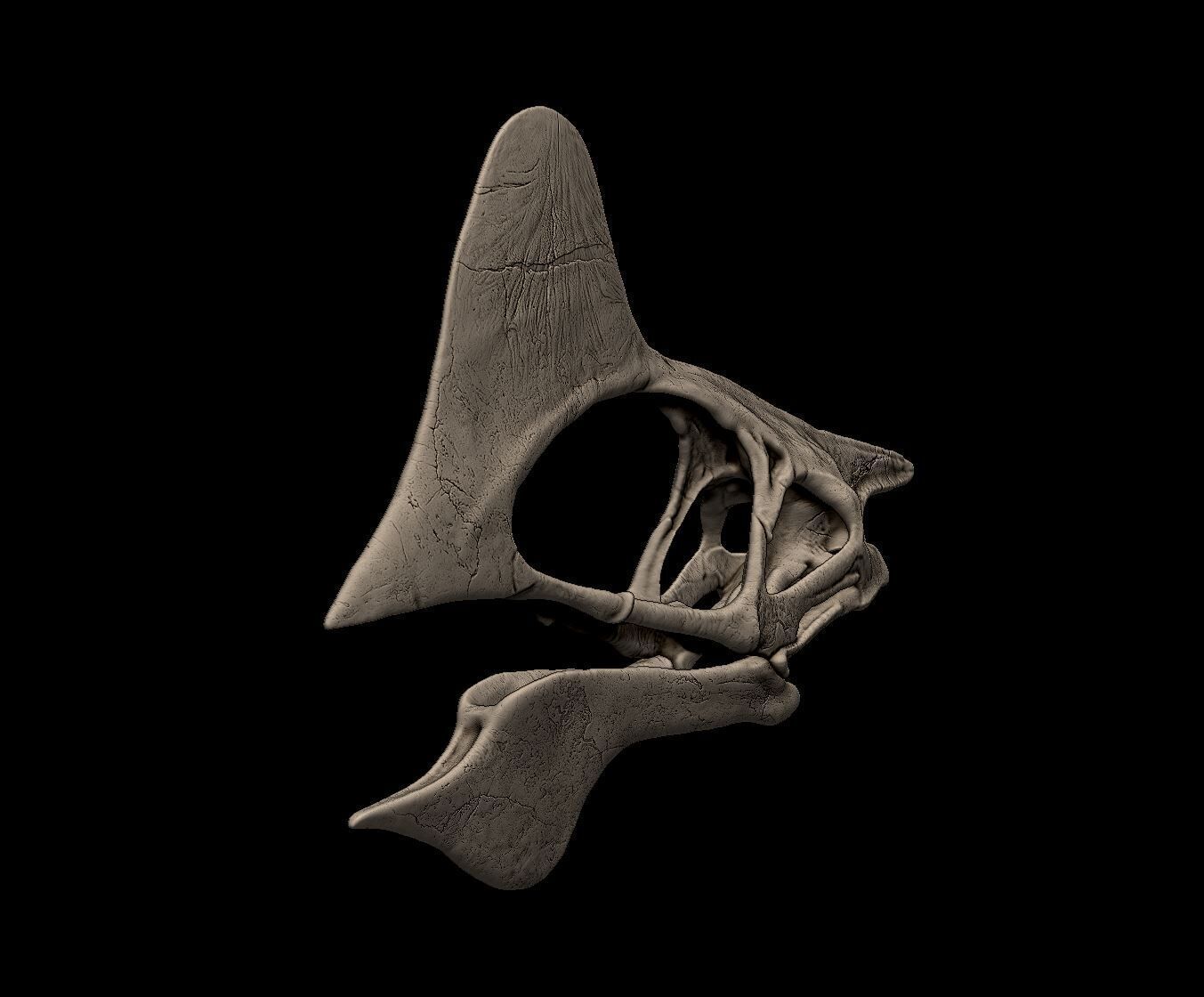 Tapejara Skull 3D print model_1