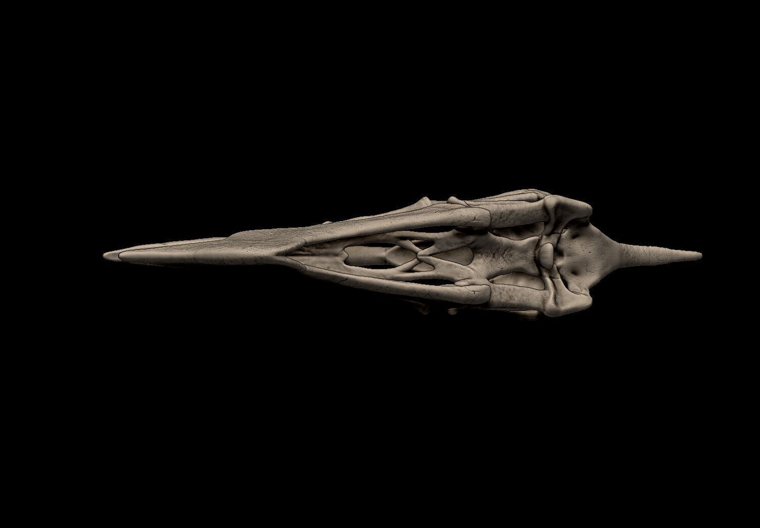 Tapejara Skull 3D print model_6