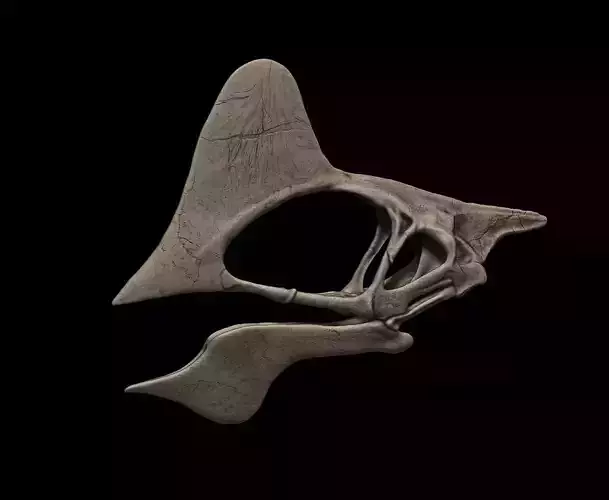 Tapejara Skull 3D print model