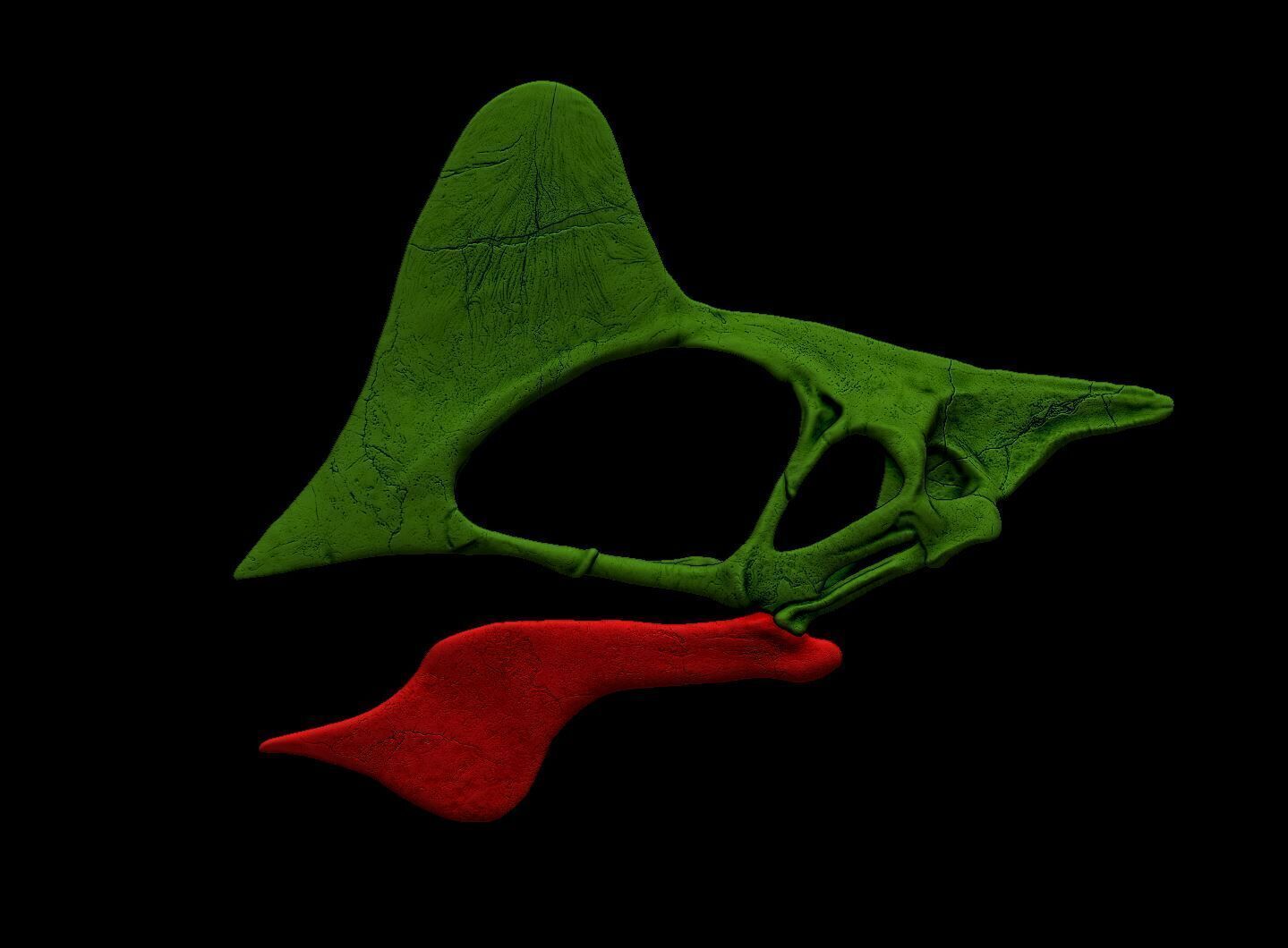 Tapejara Skull 3D print model_7