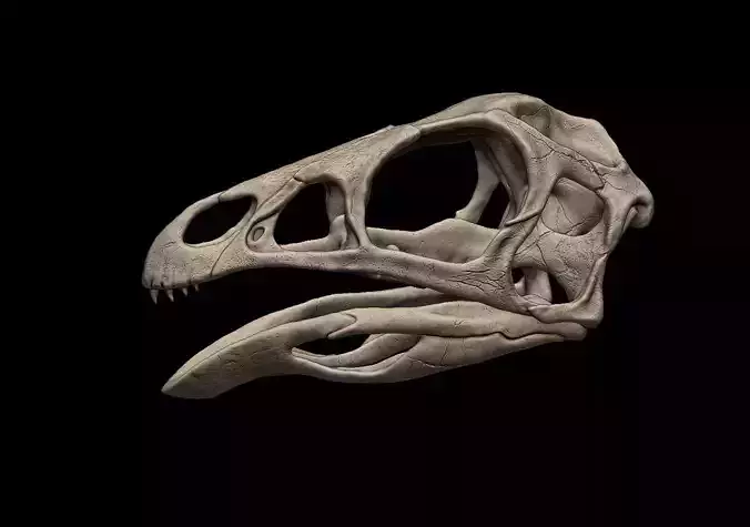 Caudipteryx Skull