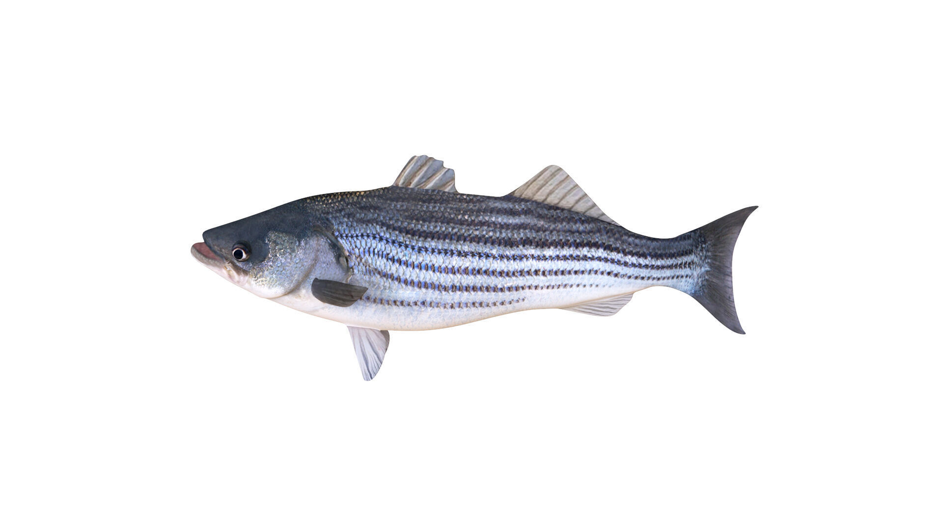 Low-Poly Striped Bass Animated  Free low-poly 3D model_1
