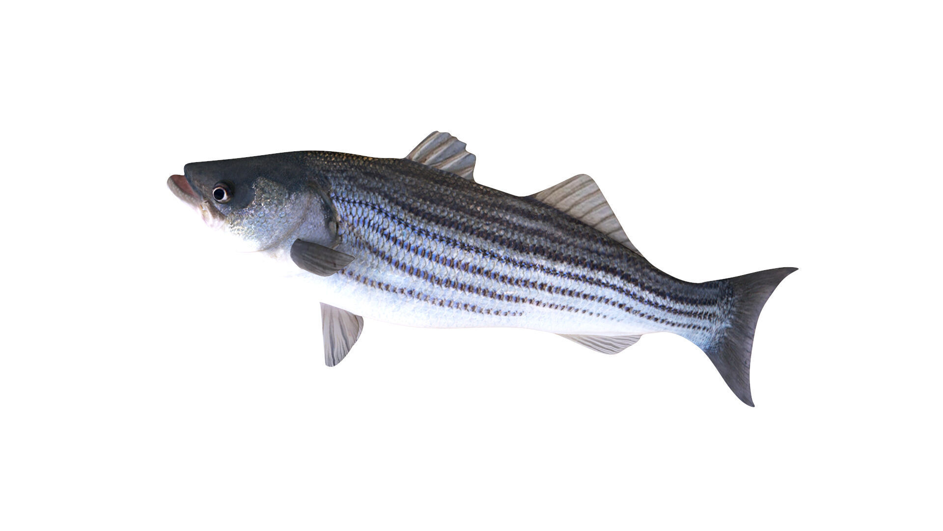 Low-Poly Striped Bass Animated  Free low-poly 3D model_8