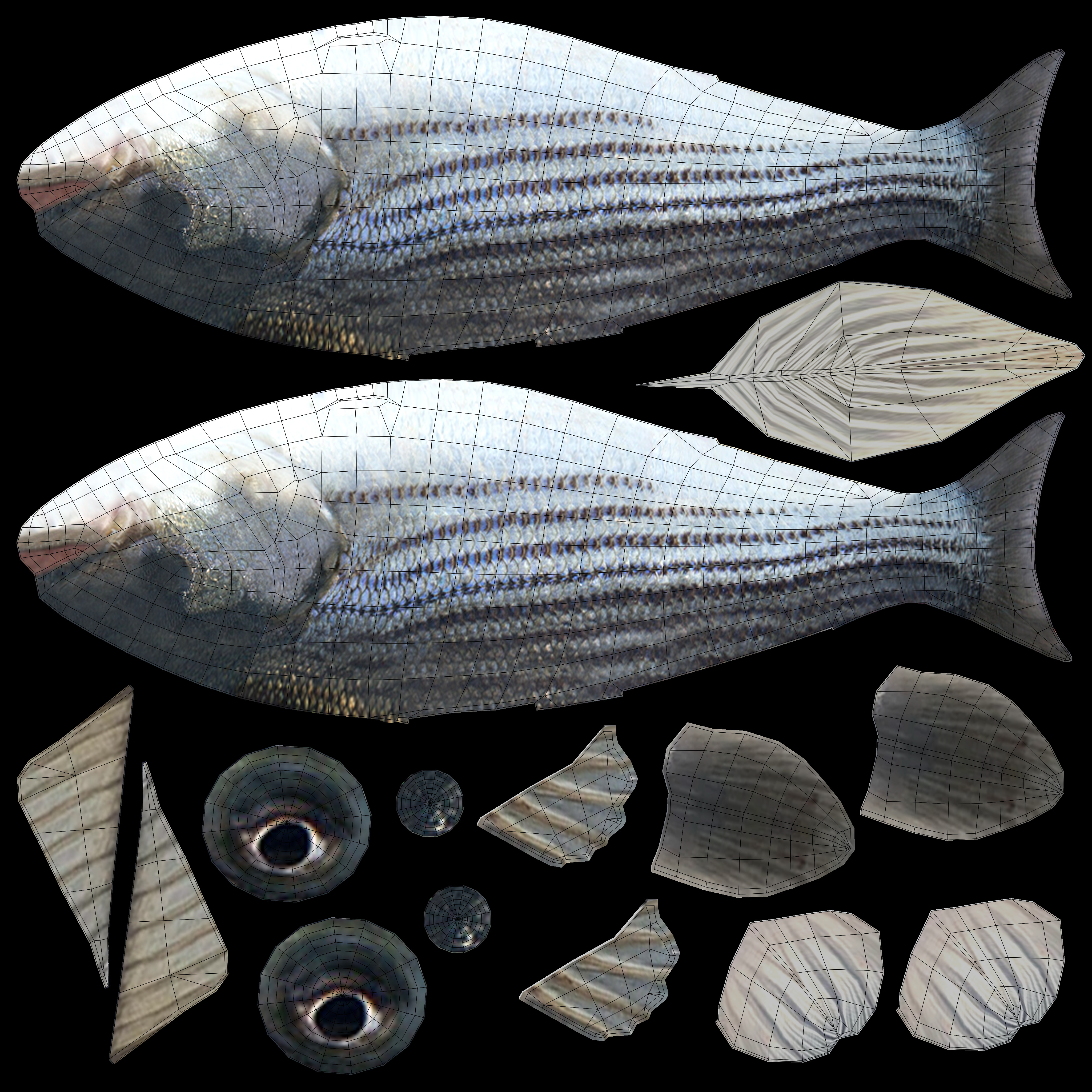 Low-Poly Striped Bass Animated  Free low-poly 3D model_12