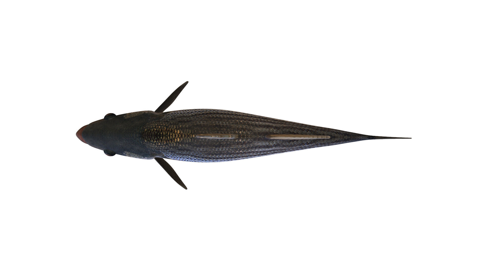 Low-Poly Striped Bass Animated  Free low-poly 3D model_10