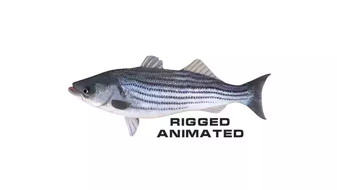 Low-Poly Striped Bass Animated  Free low-poly 3D model