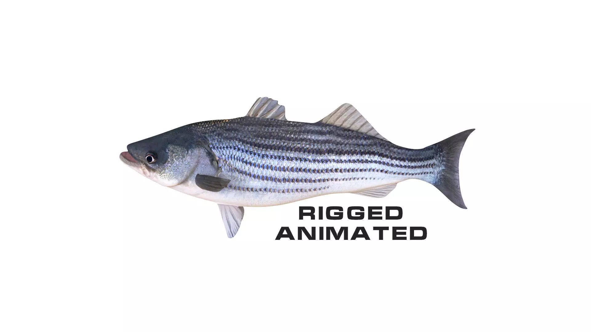 Low-Poly Striped Bass Animated  Free low-poly 3D model_0