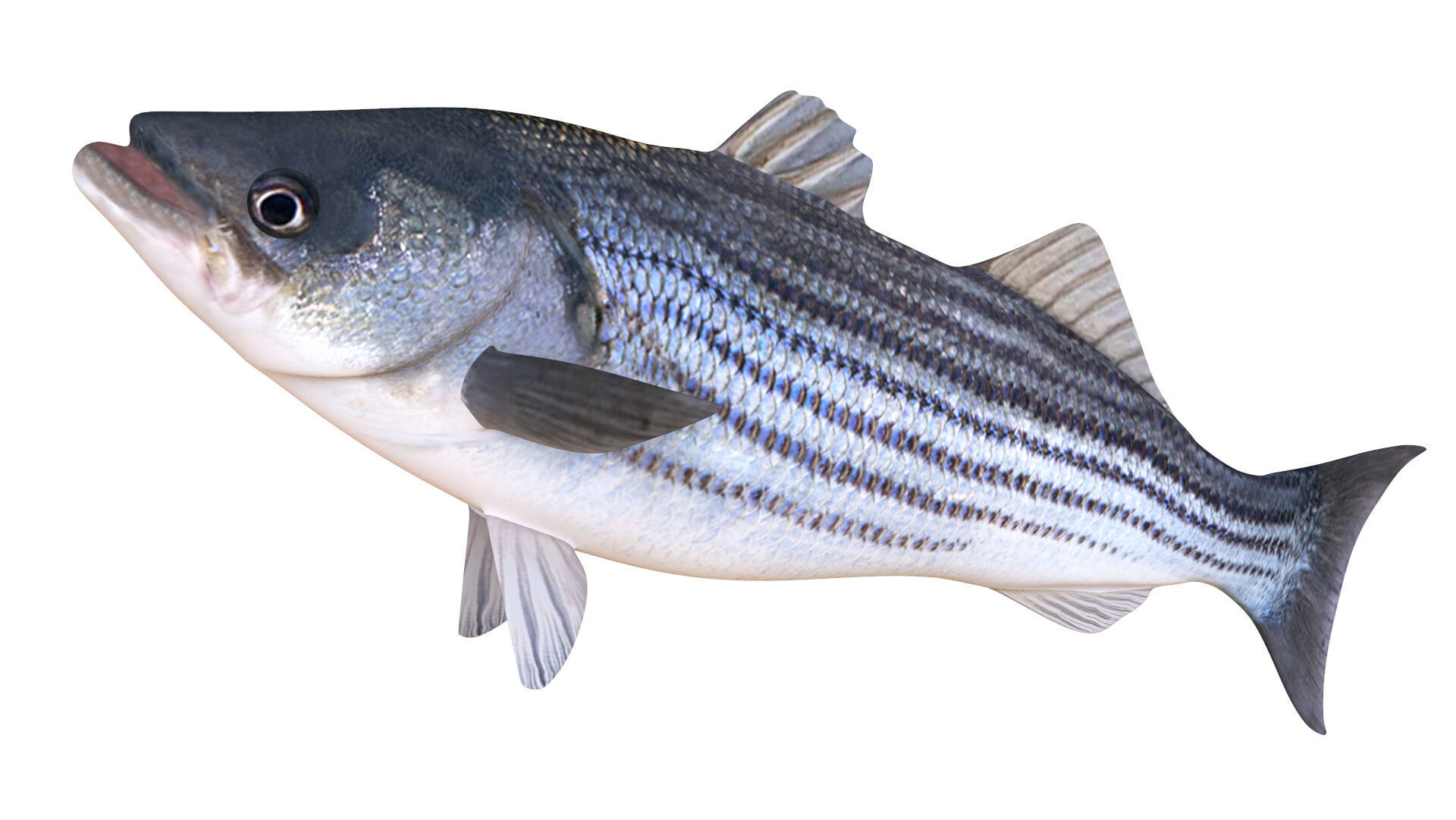 Low-Poly Striped Bass Animated  Free low-poly 3D model_2