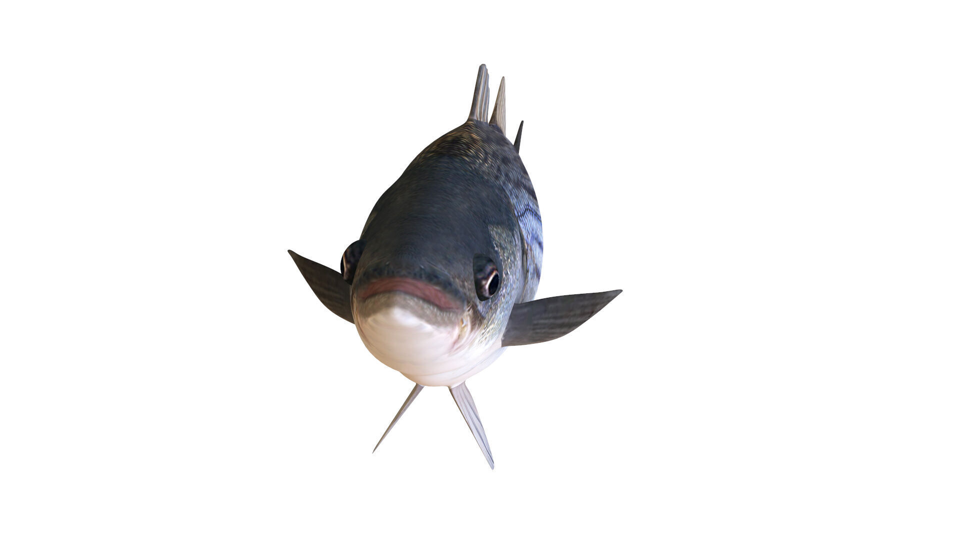 Low-Poly Striped Bass Animated  Free low-poly 3D model_9