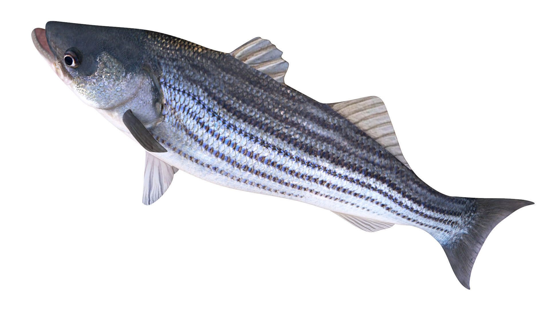 Low-Poly Striped Bass Animated  Free low-poly 3D model_3