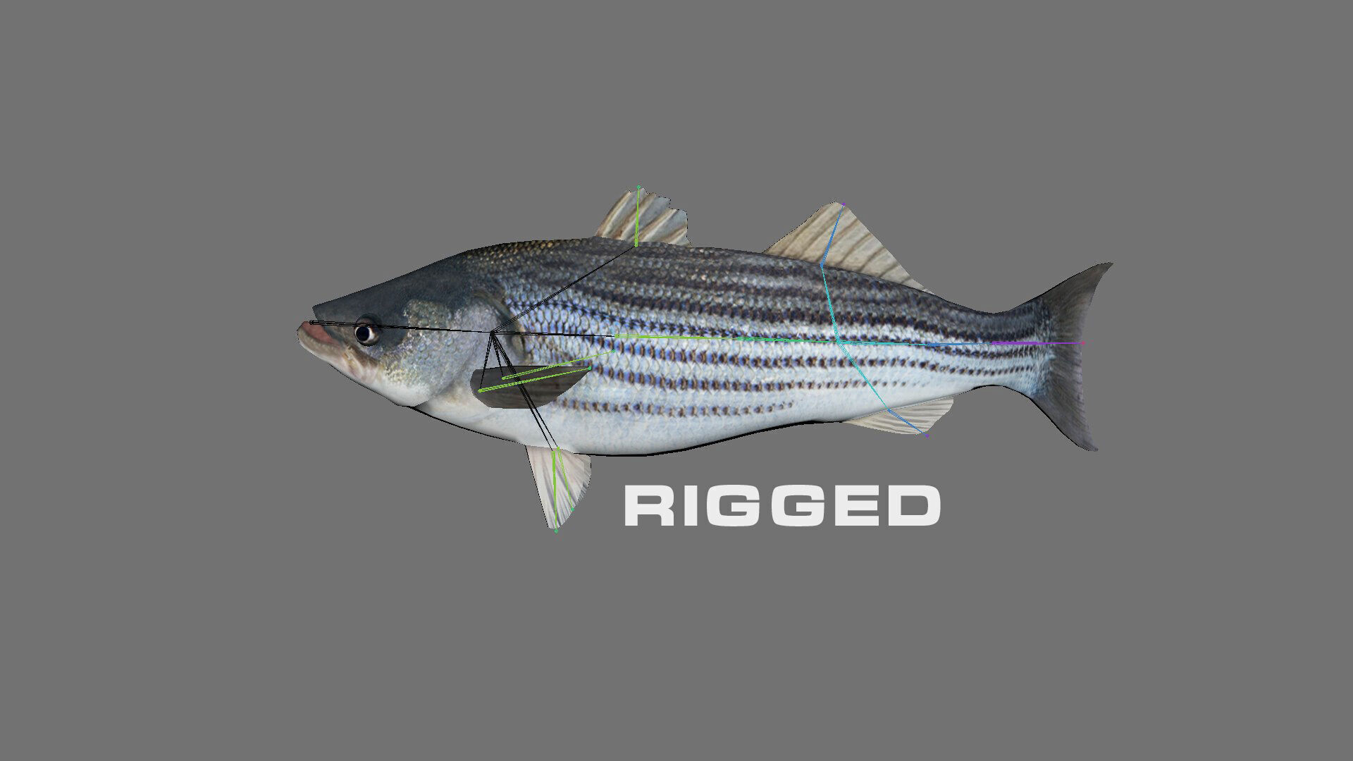 Low-Poly Striped Bass Animated  Free low-poly 3D model_4
