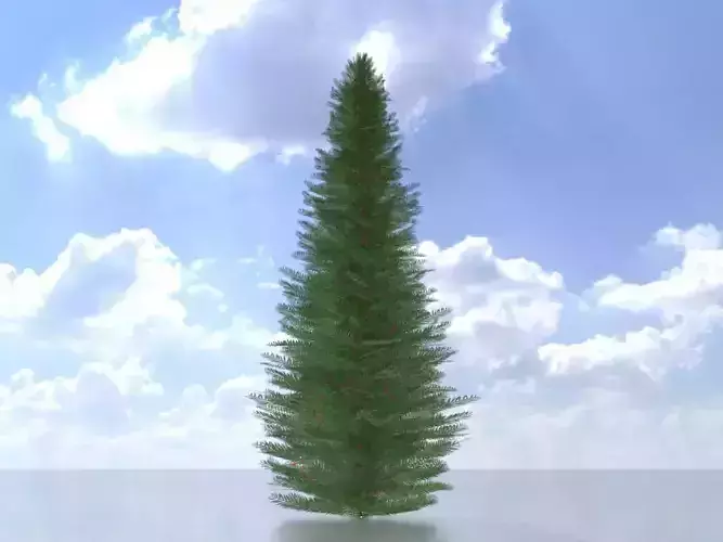 Taxus baccata summer 5000mm Low-poly 3D model