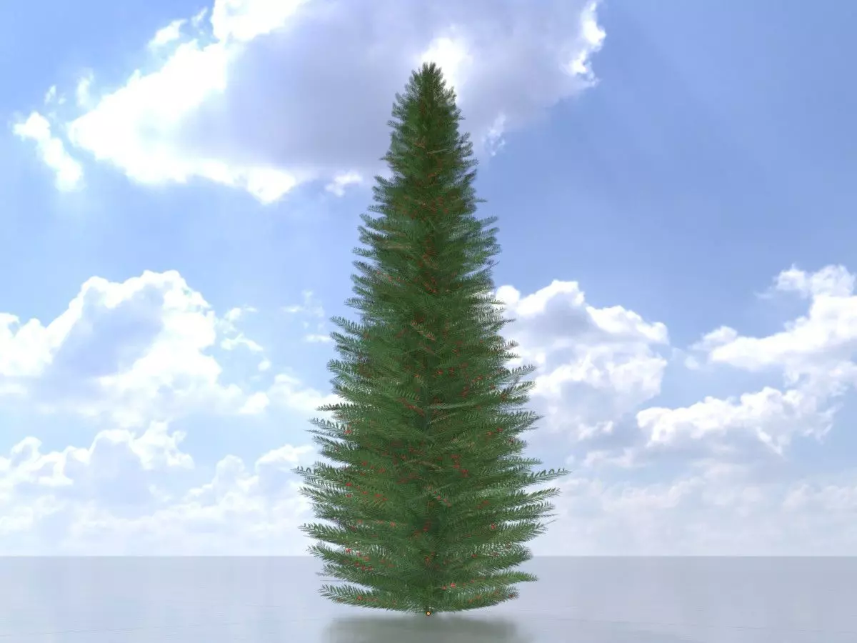 Taxus baccata summer 5000mm Low-poly 3D model_0