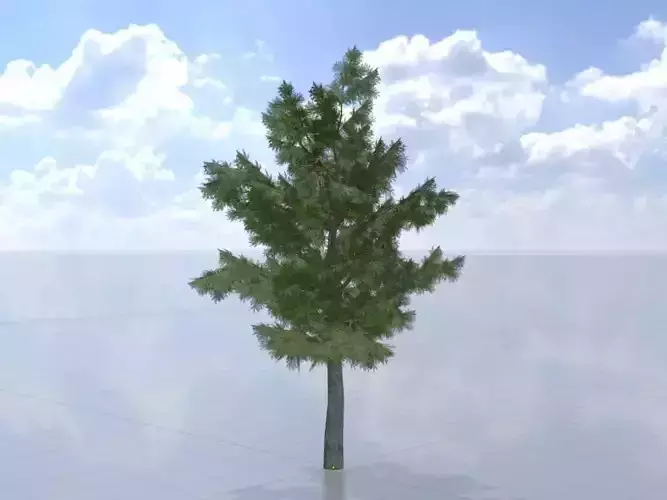 Taxus baccata summer 8000mm Low-poly 3D model