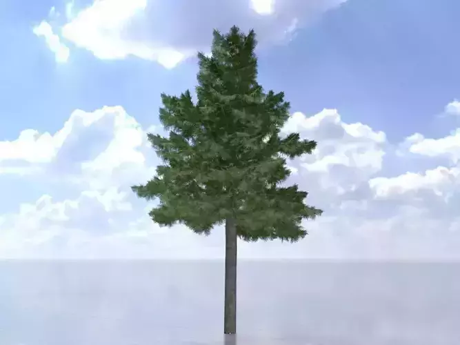 Taxus baccata summer 16000mm