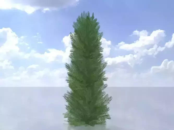 Taxus baccata winter 2000mm