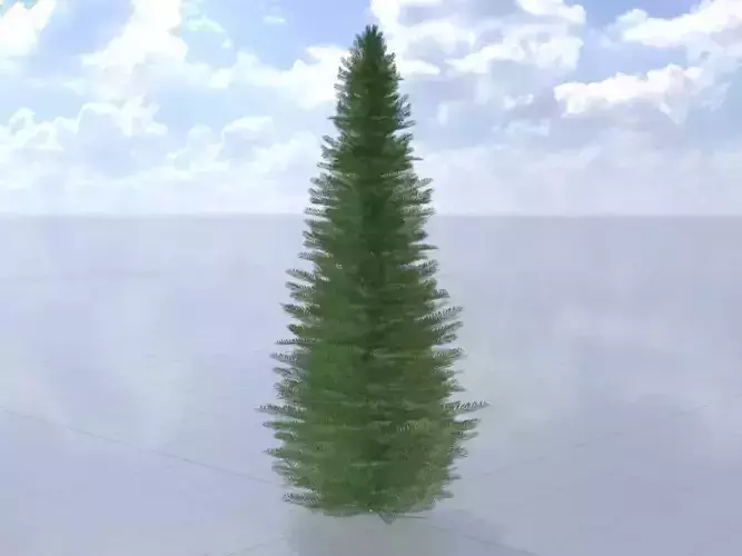 Taxus baccata winter 5000mm