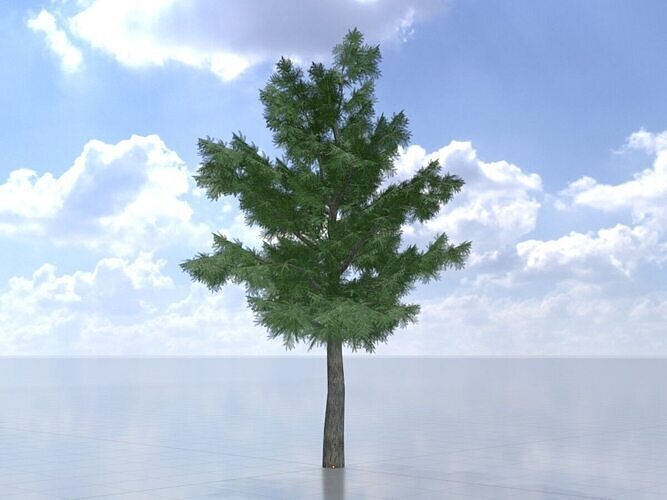 Taxus baccata winter 8000mm Low-poly 3D model