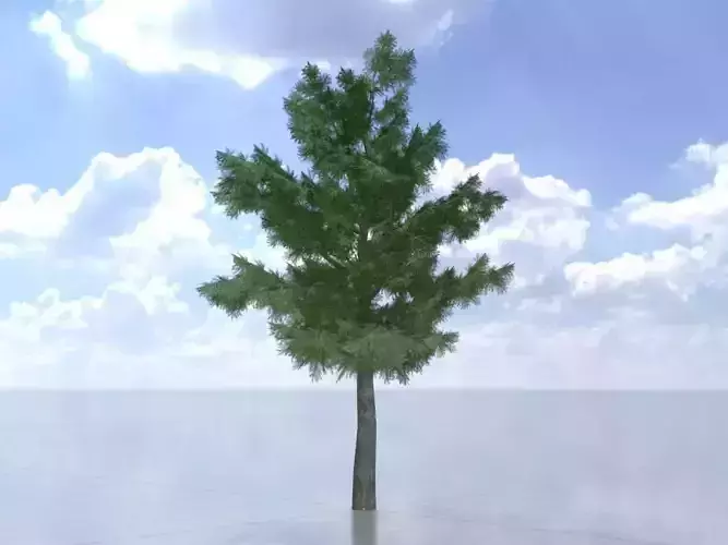 Taxus baccata winter 8000mm