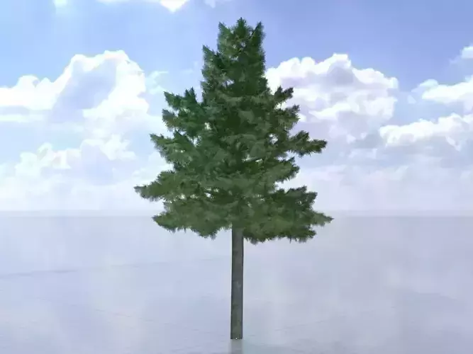 Taxus baccata winter 16000mm