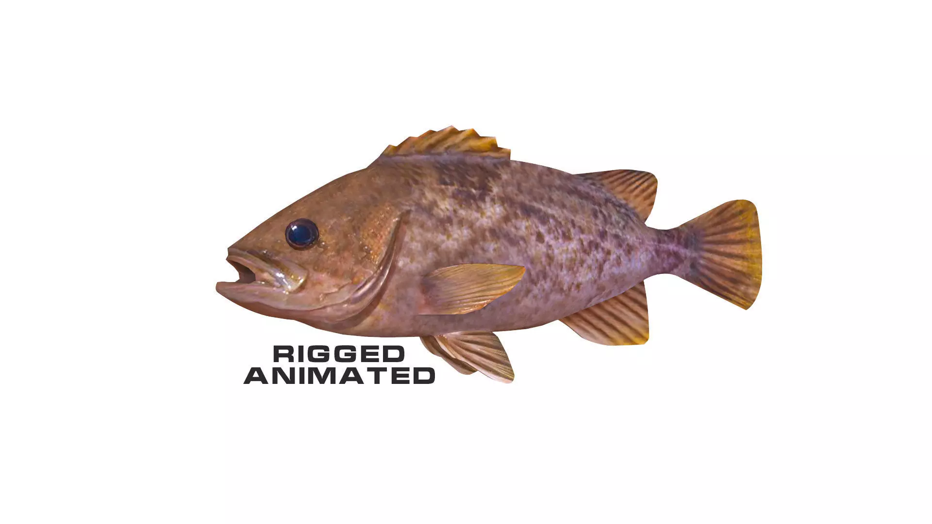 Low-Poly Kelp Rockfish Animated Low-poly 3D model_0