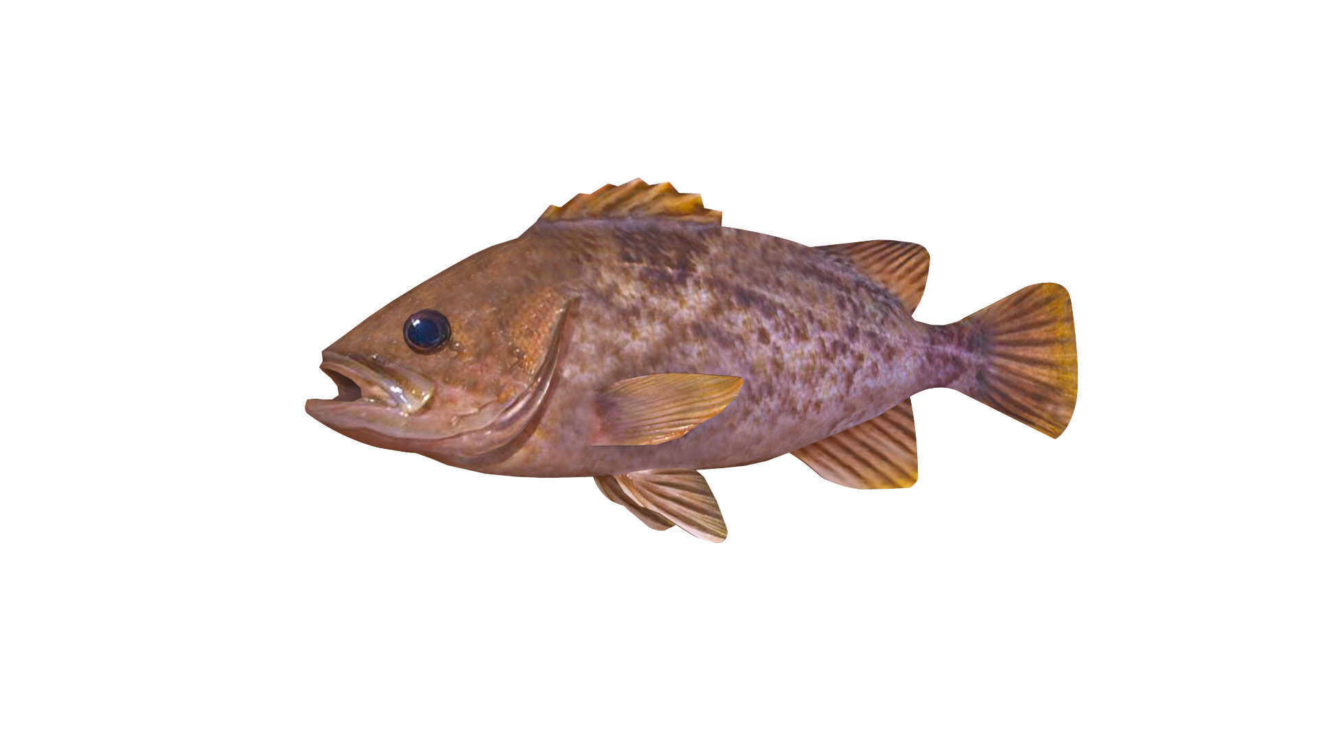 Low-Poly Kelp Rockfish Animated Low-poly 3D model_1