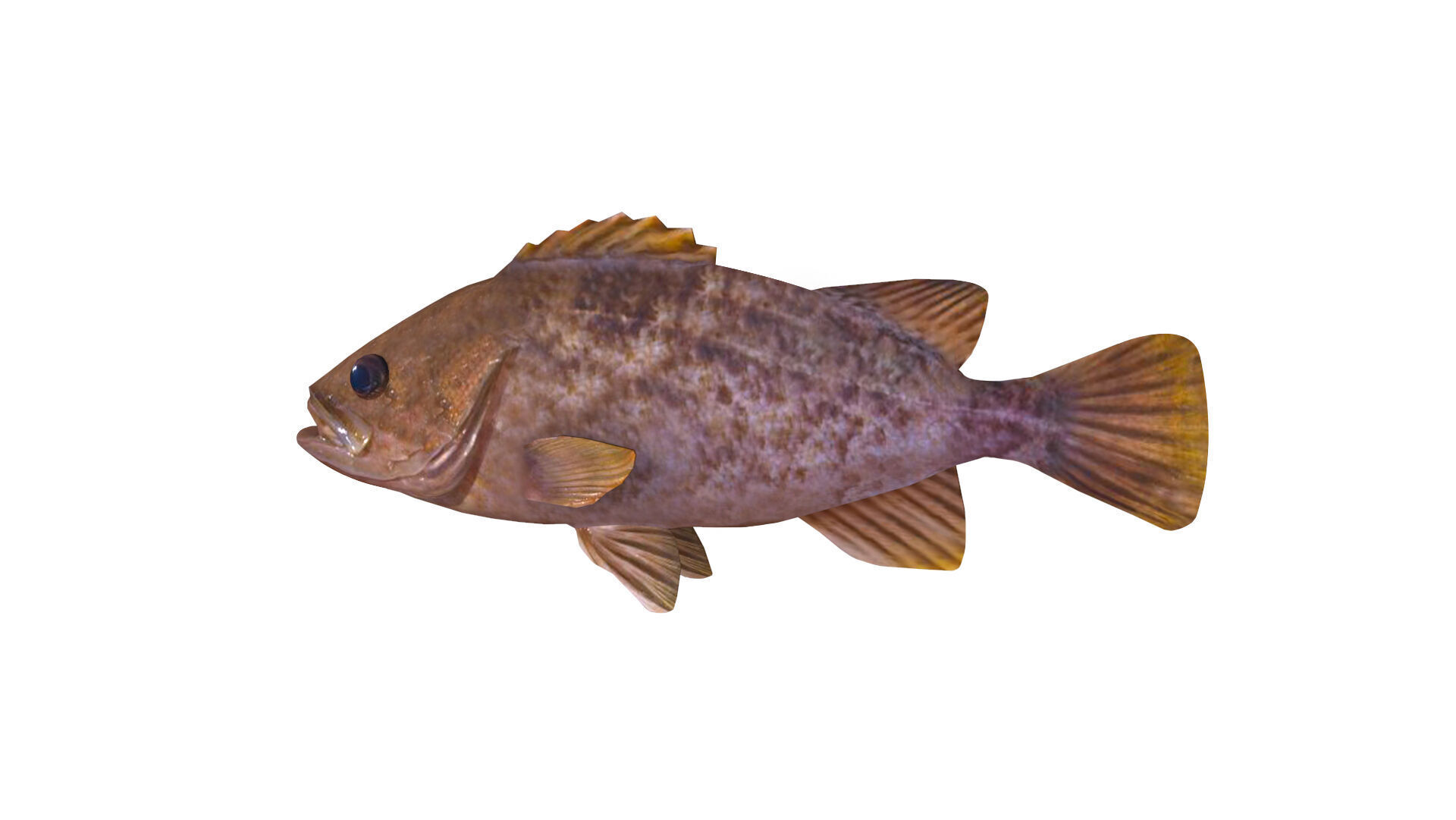 Low-Poly Kelp Rockfish Animated Low-poly 3D model_2