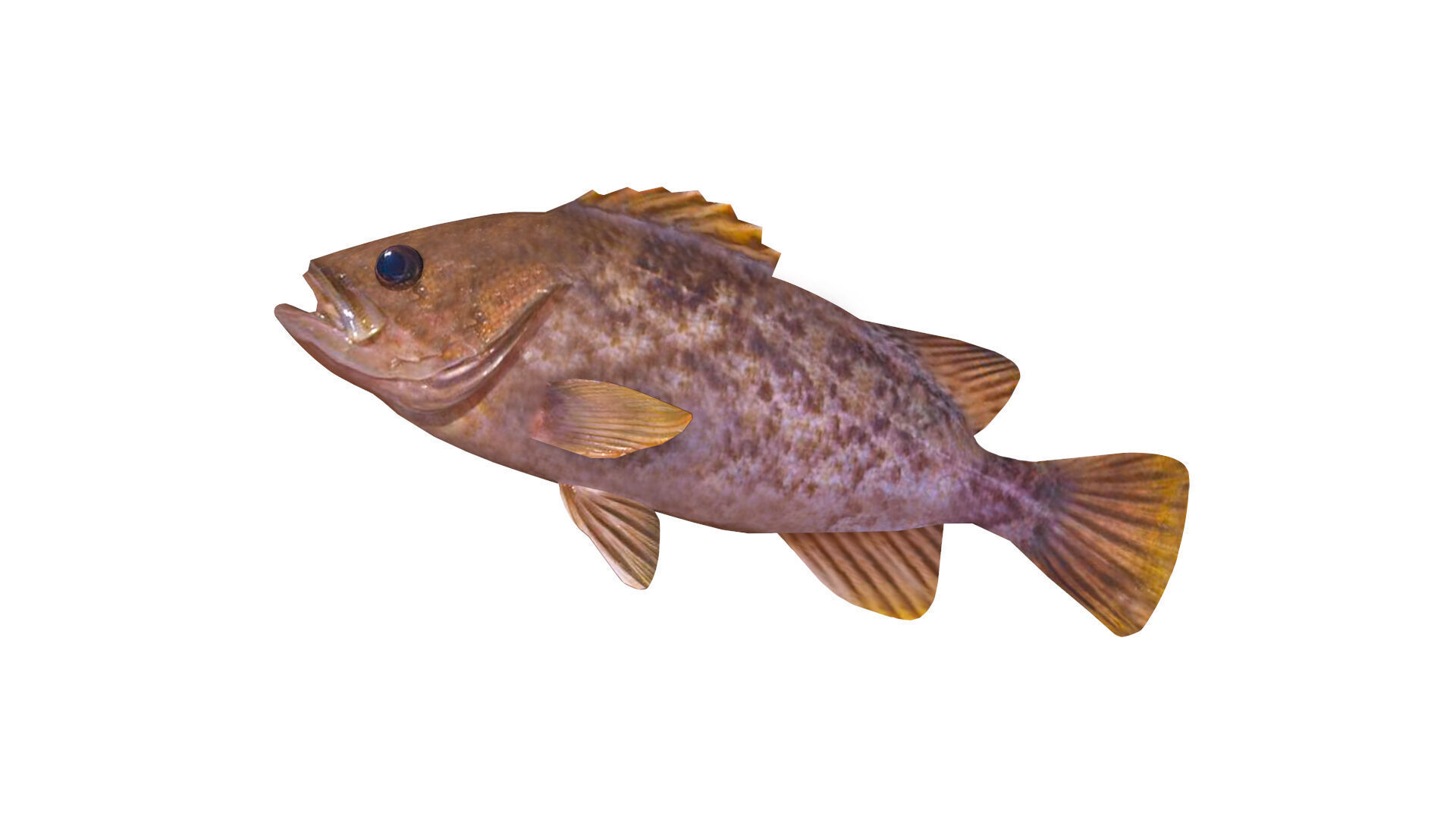 Low-Poly Kelp Rockfish Animated Low-poly 3D model_4