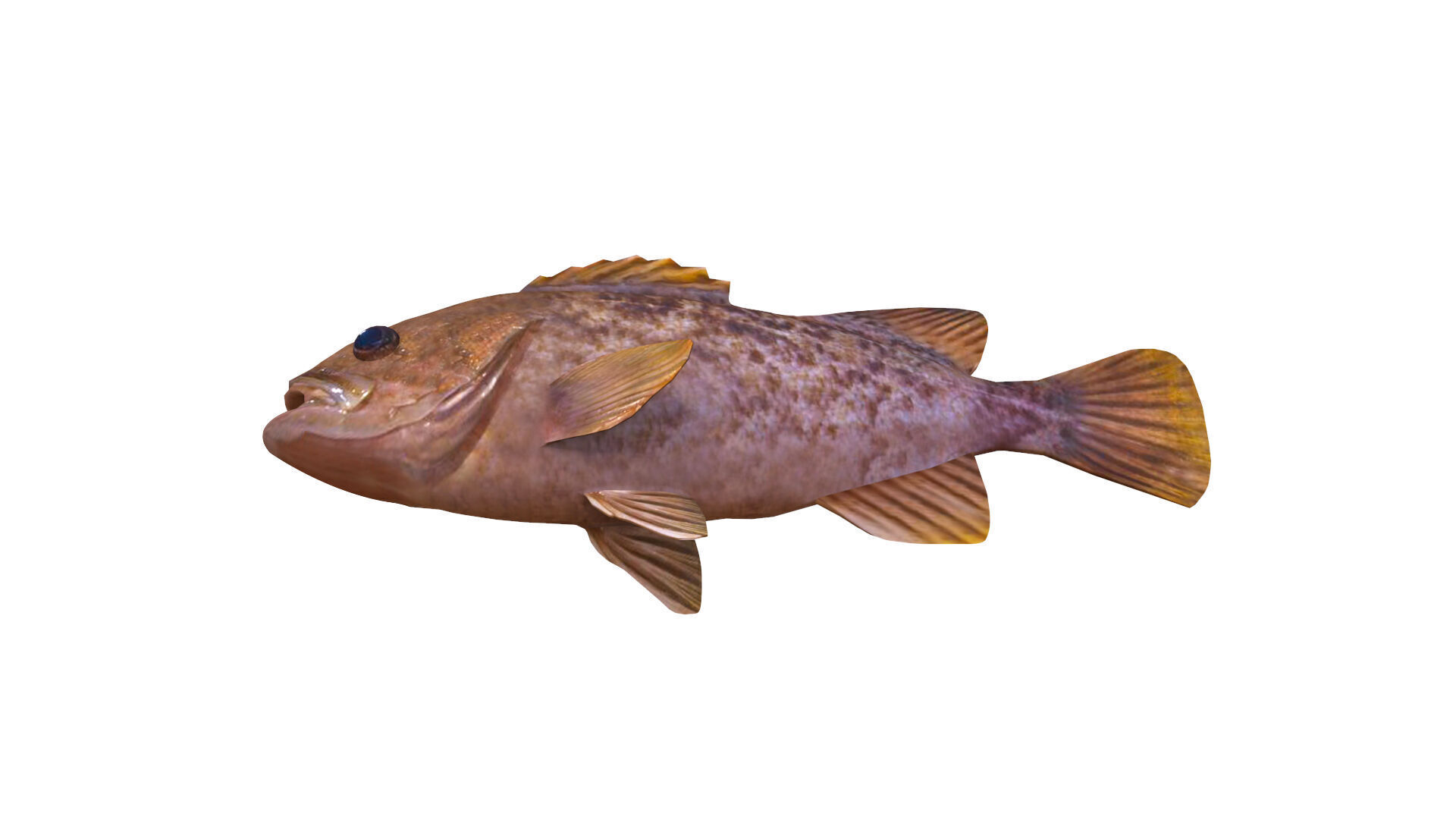 Low-Poly Kelp Rockfish Animated Low-poly 3D model_3