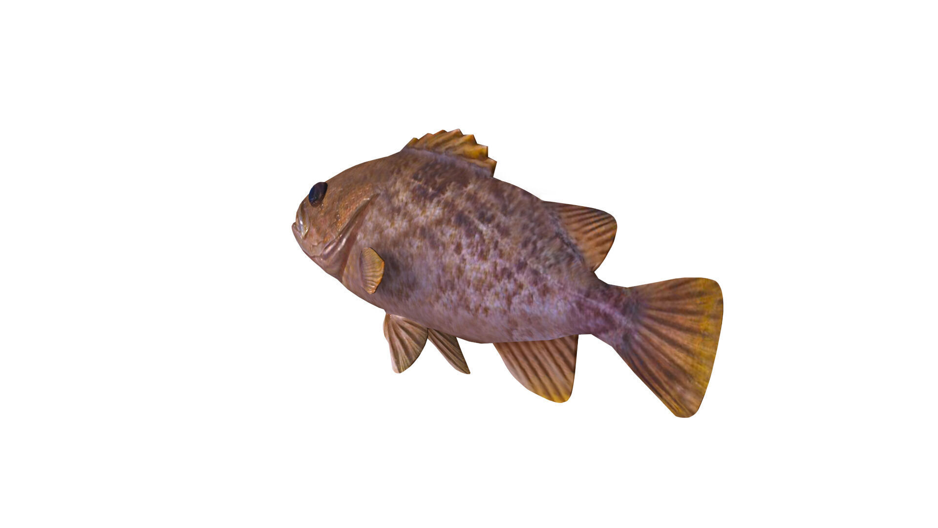 Low-Poly Kelp Rockfish Animated Low-poly 3D model_5