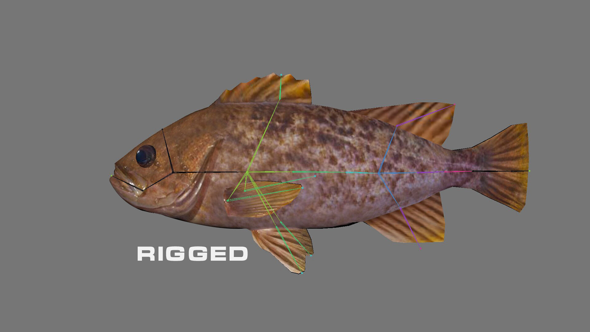 Low-Poly Kelp Rockfish Animated Low-poly 3D model_6