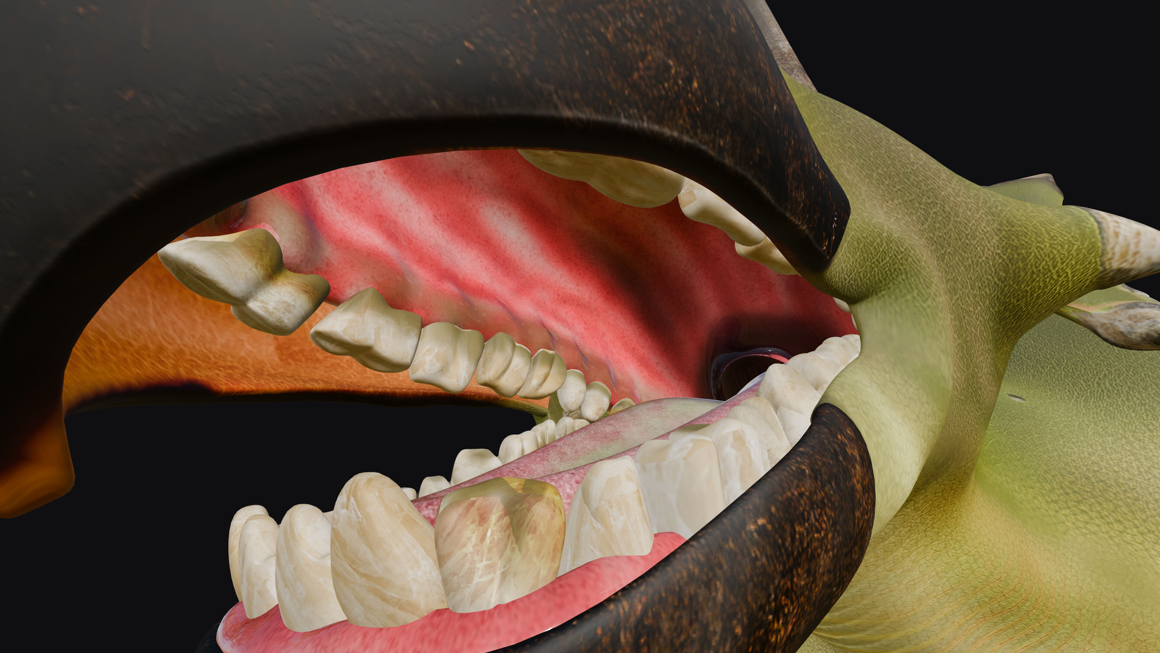  Tuneri Low-poly 3D model_5