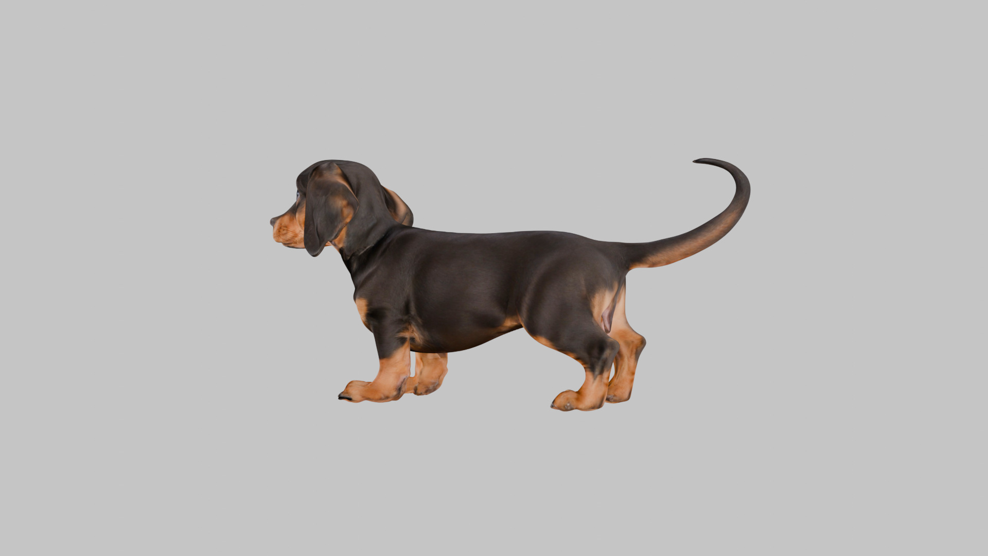 Cute 3D Dachshund Model Low Poly Game Ready Low-poly 3D model_3