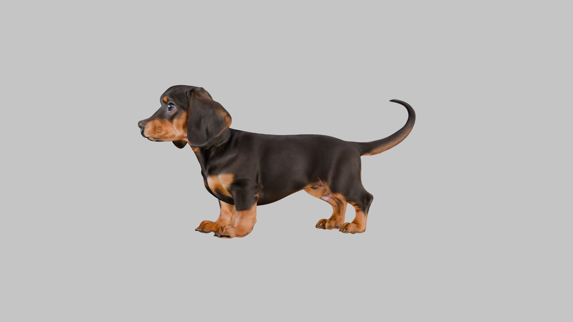 Cute 3D Dachshund Model Low Poly Game Ready Low-poly 3D model_5