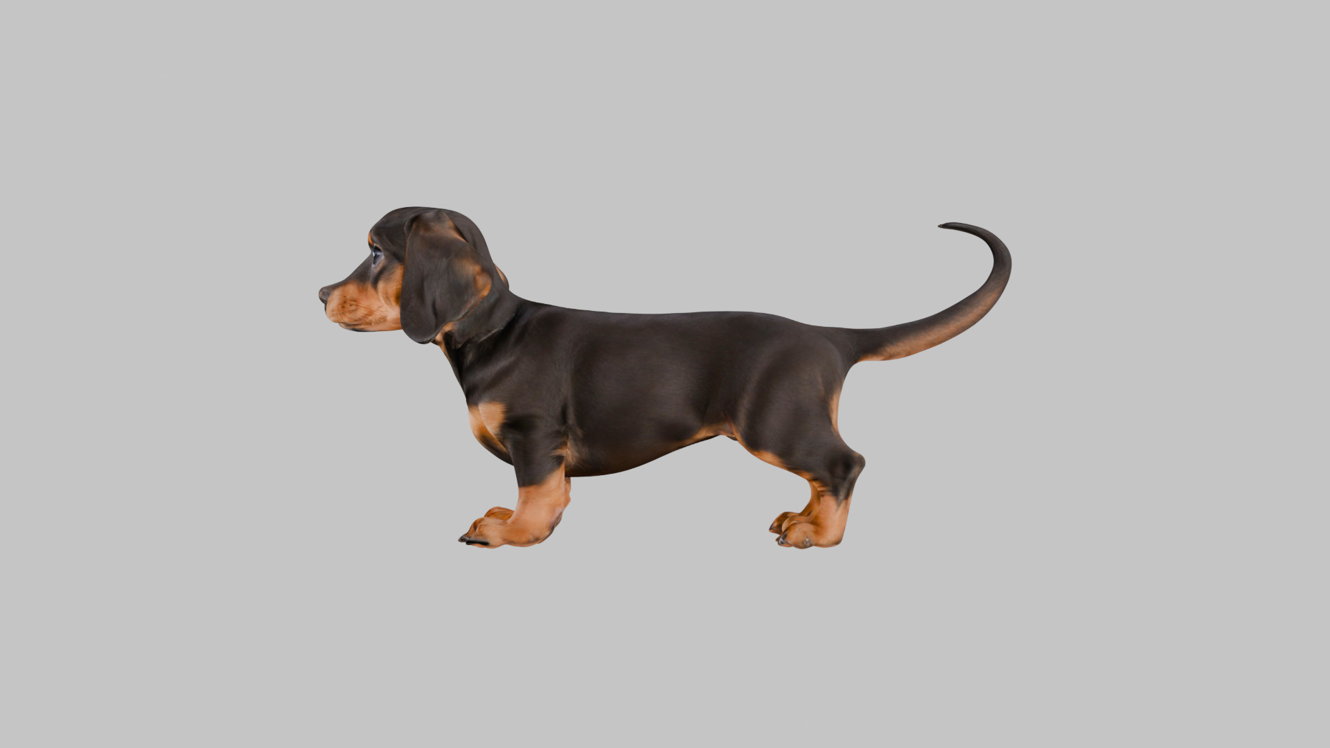 Cute 3D Dachshund Model Low Poly Game Ready Low-poly 3D model_4