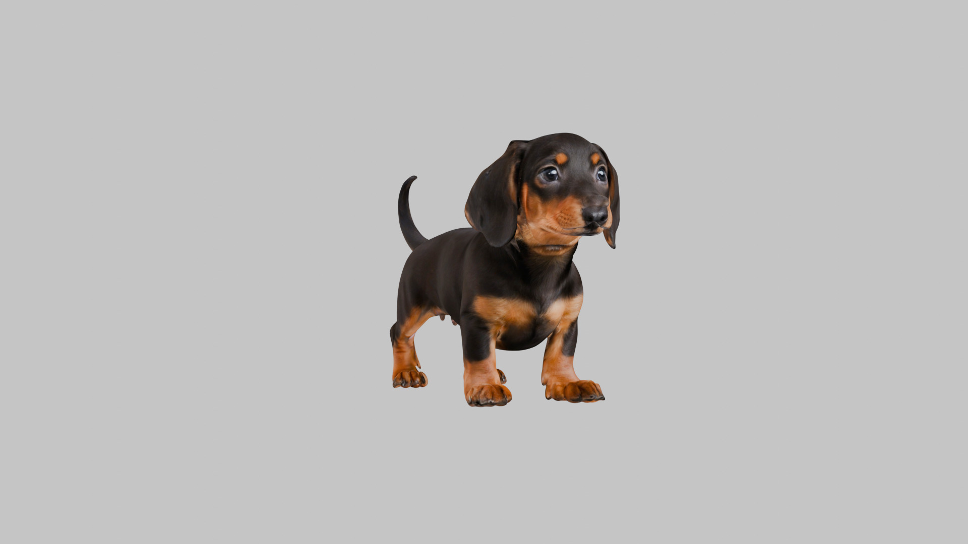 Cute 3D Dachshund Model Low Poly Game Ready Low-poly 3D model_29
