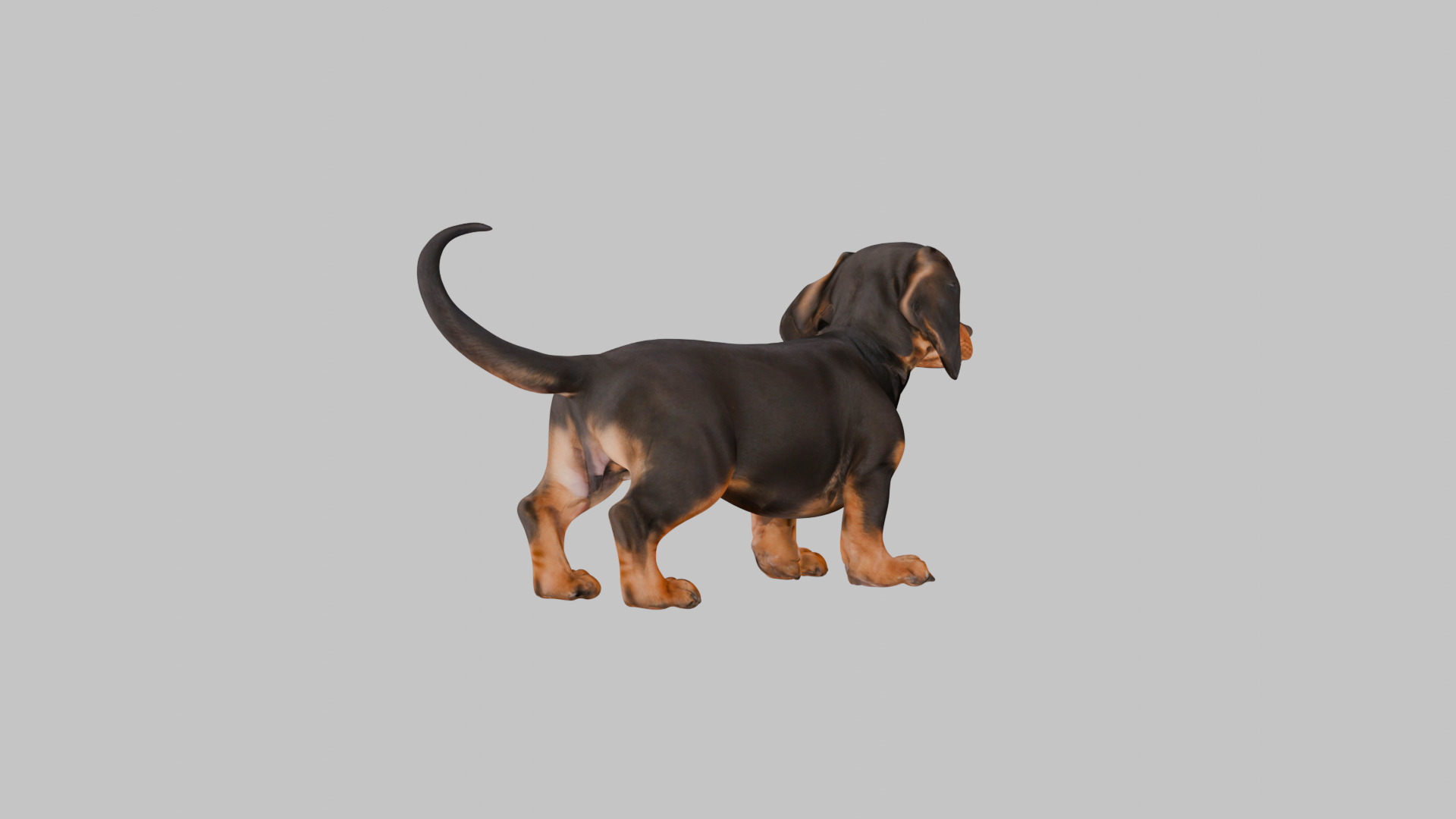 Cute 3D Dachshund Model Low Poly Game Ready Low-poly 3D model_14