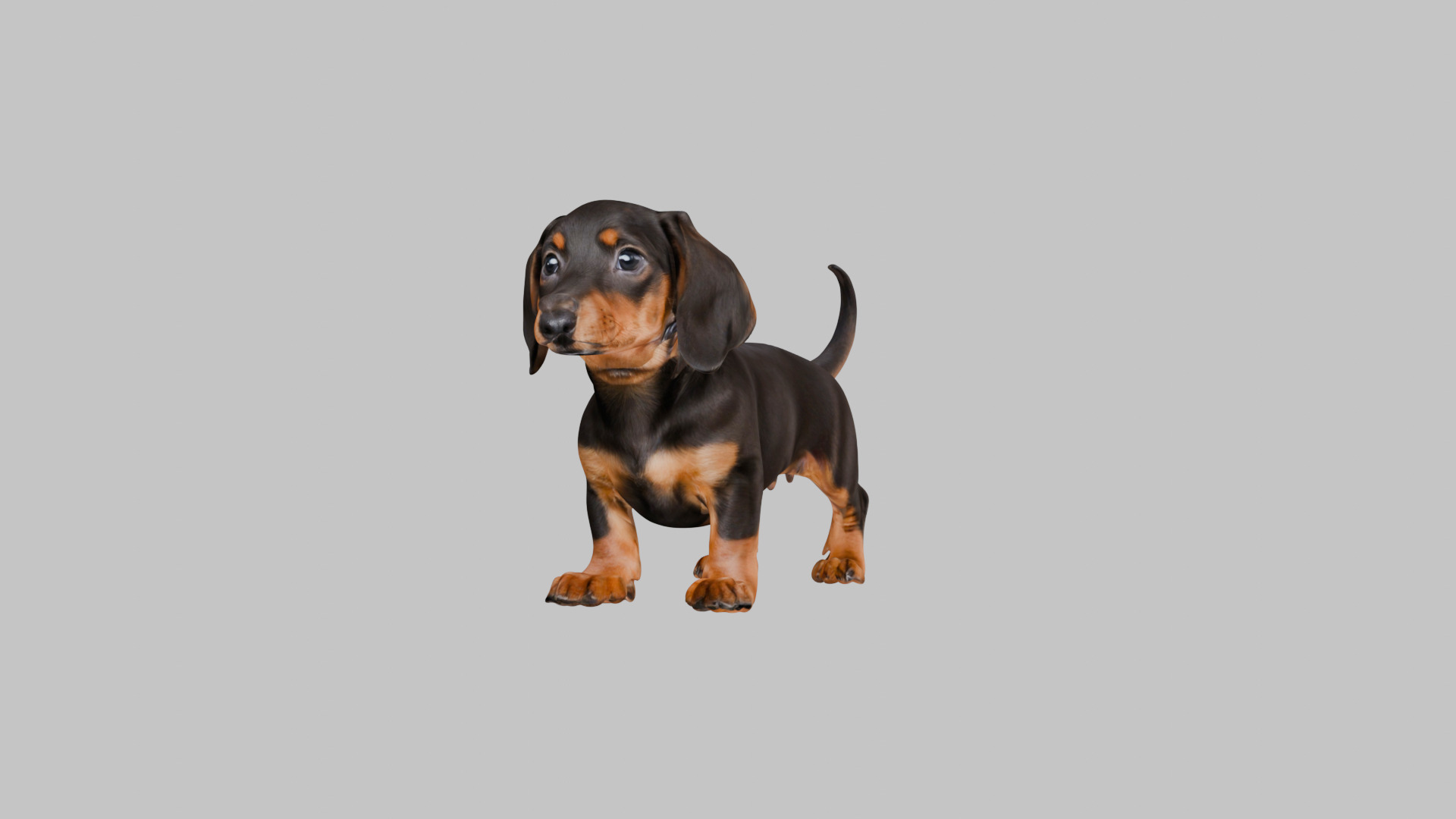 Cute 3D Dachshund Model Low Poly Game Ready Low-poly 3D model_28