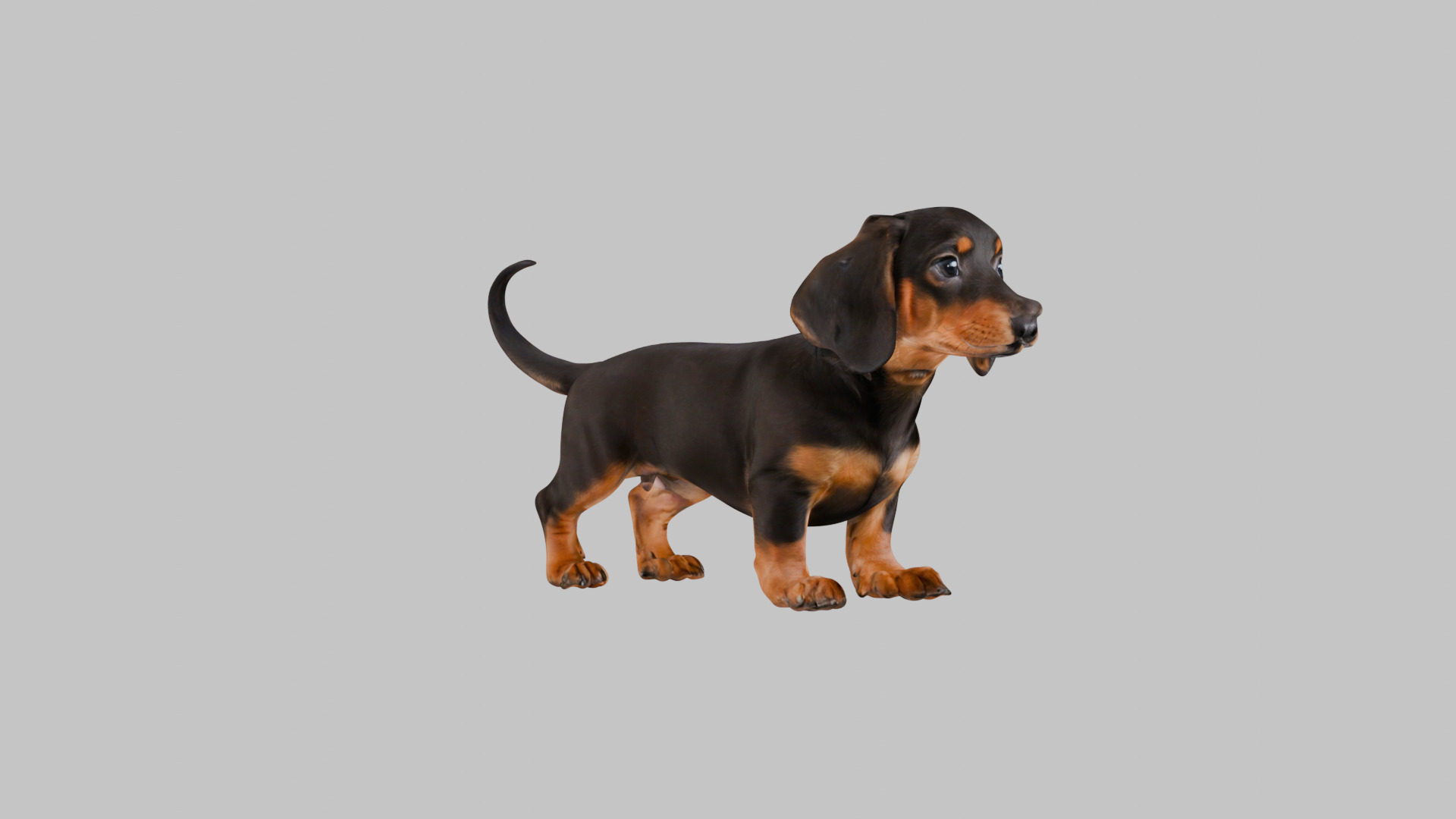 Cute 3D Dachshund Model Low Poly Game Ready Low-poly 3D model_9
