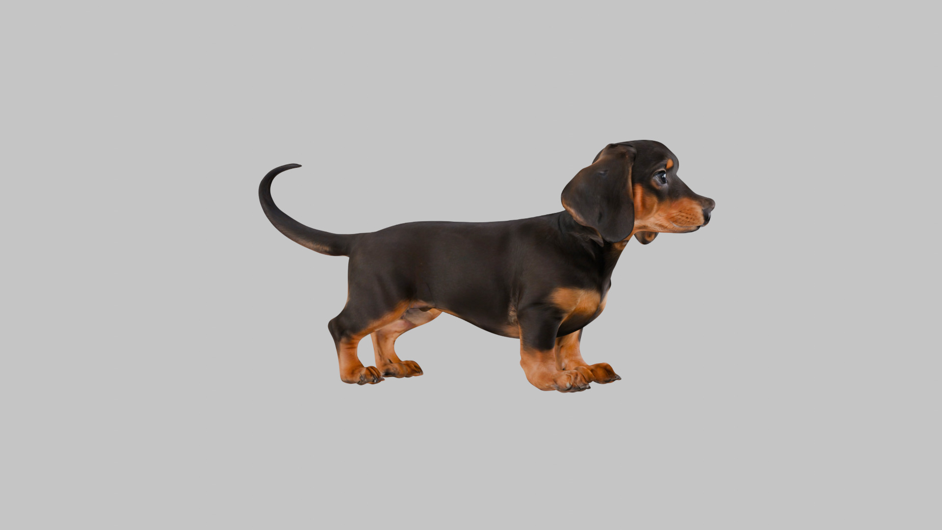 Cute 3D Dachshund Model Low Poly Game Ready Low-poly 3D model_31