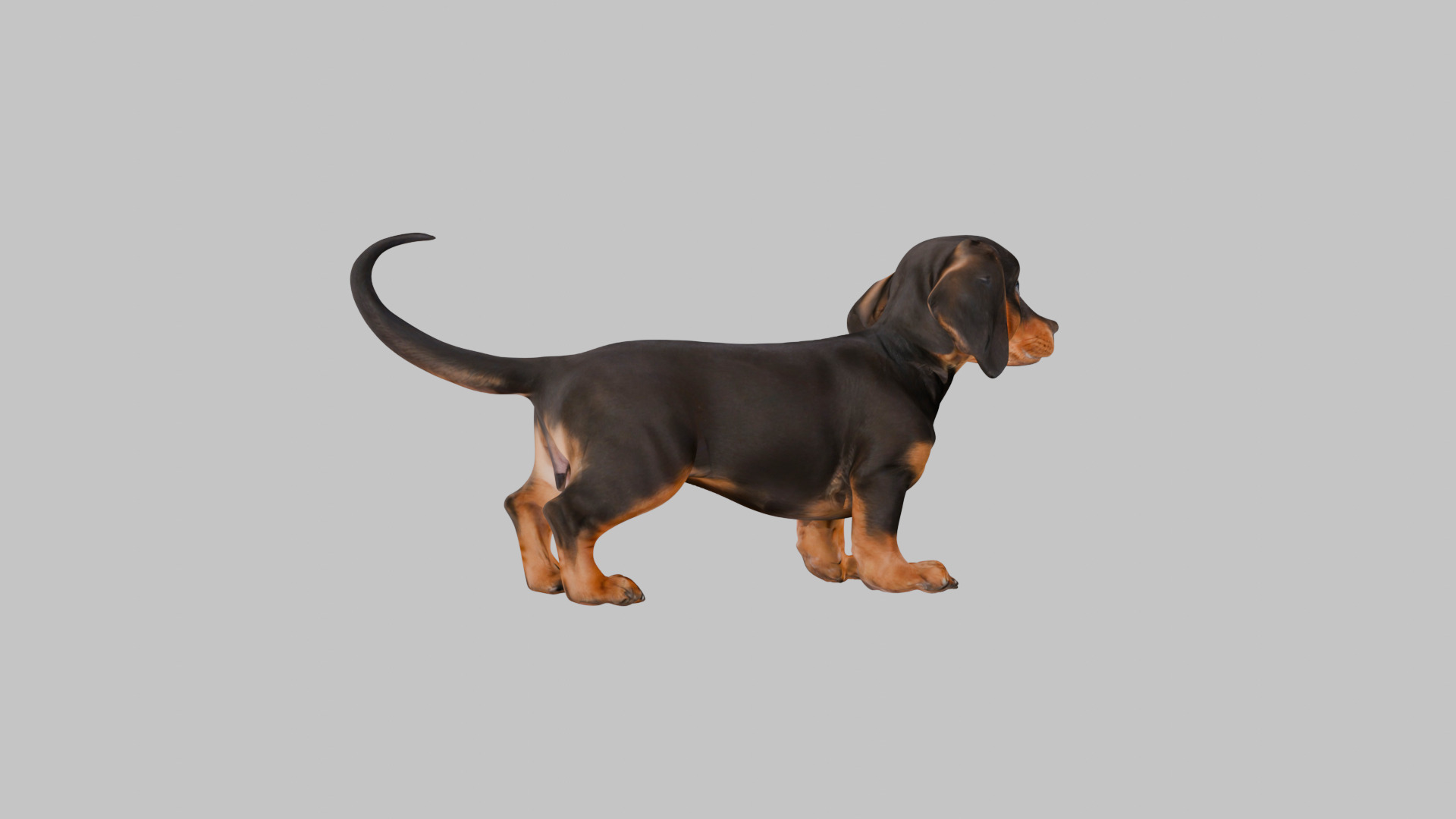 Cute 3D Dachshund Model Low Poly Game Ready Low-poly 3D model_13