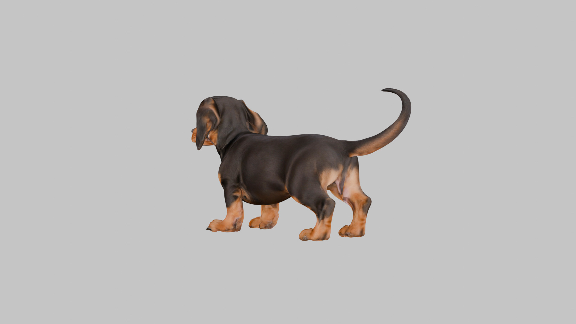 Cute 3D Dachshund Model Low Poly Game Ready Low-poly 3D model_2