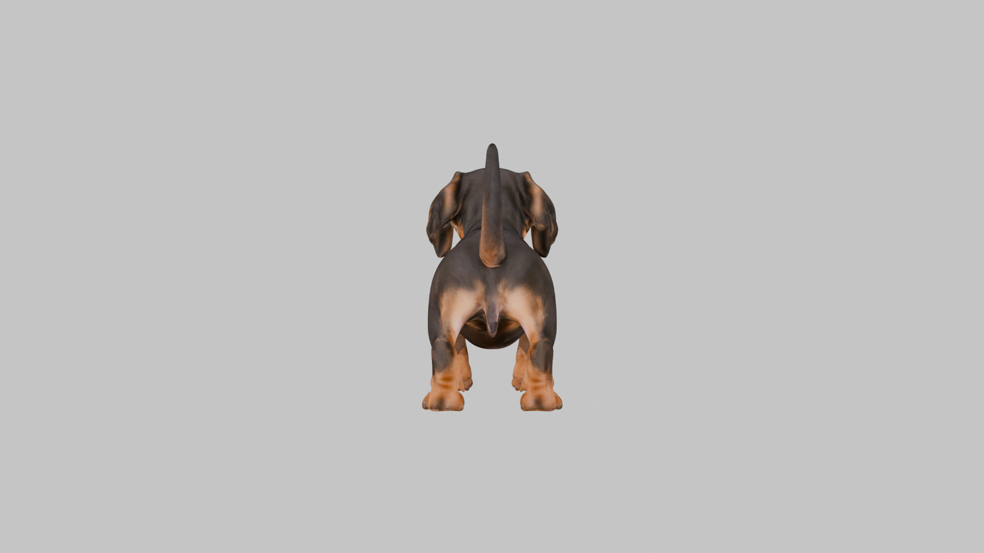 Cute 3D Dachshund Model Low Poly Game Ready Low-poly 3D model_18