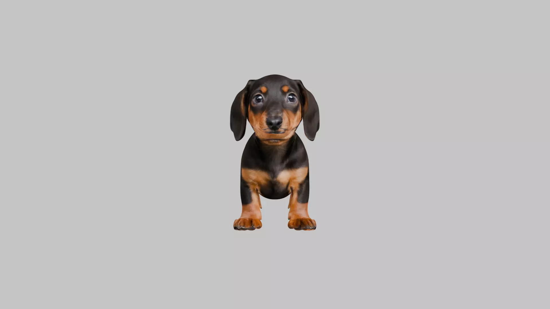 Cute 3D Dachshund Model Low Poly Game Ready Low-poly 3D model_0