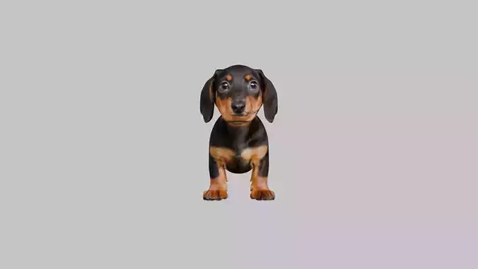 Cute 3D Dachshund Model Low Poly Game Ready