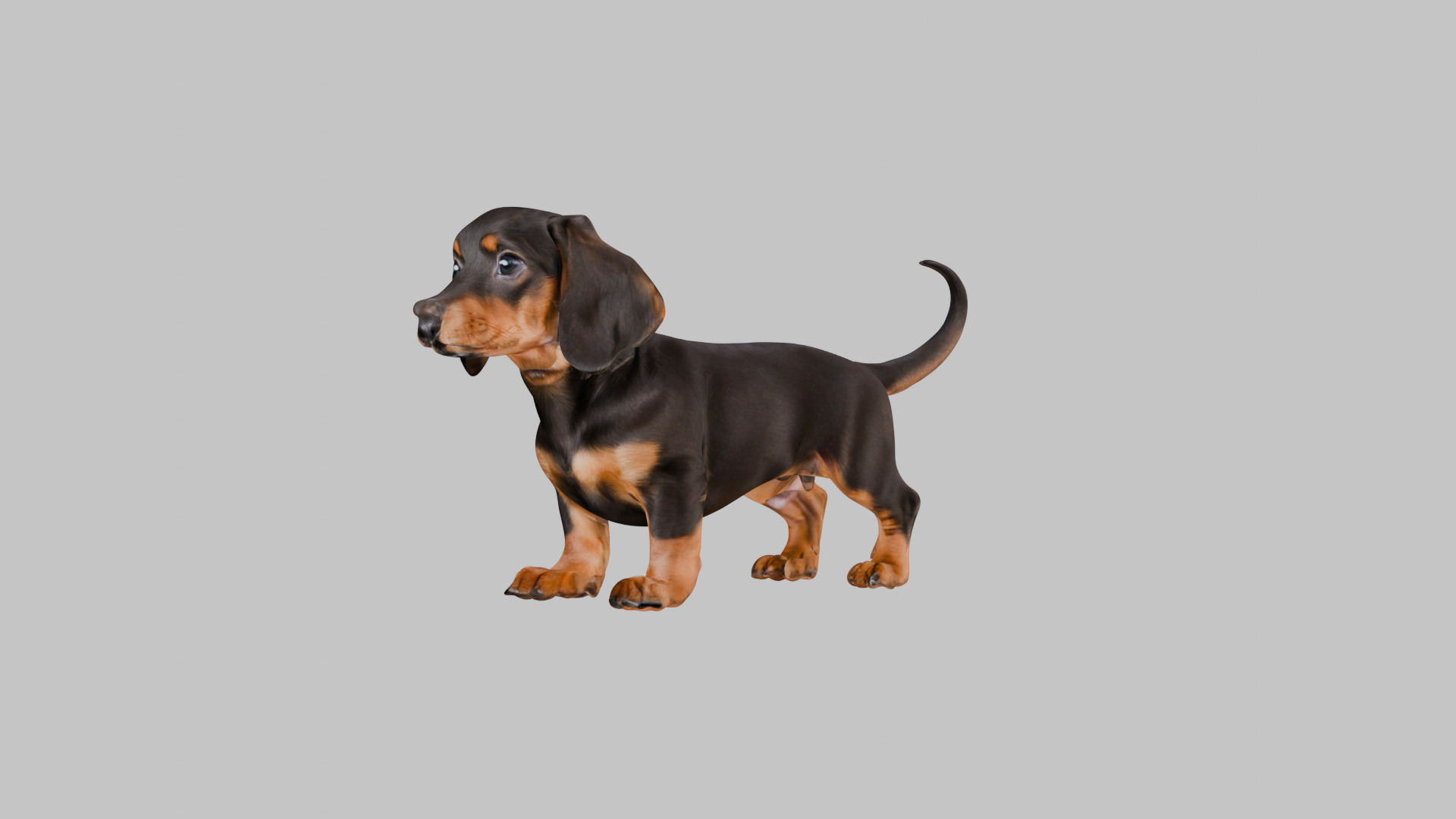 Cute 3D Dachshund Model Low Poly Game Ready Low-poly 3D model_27