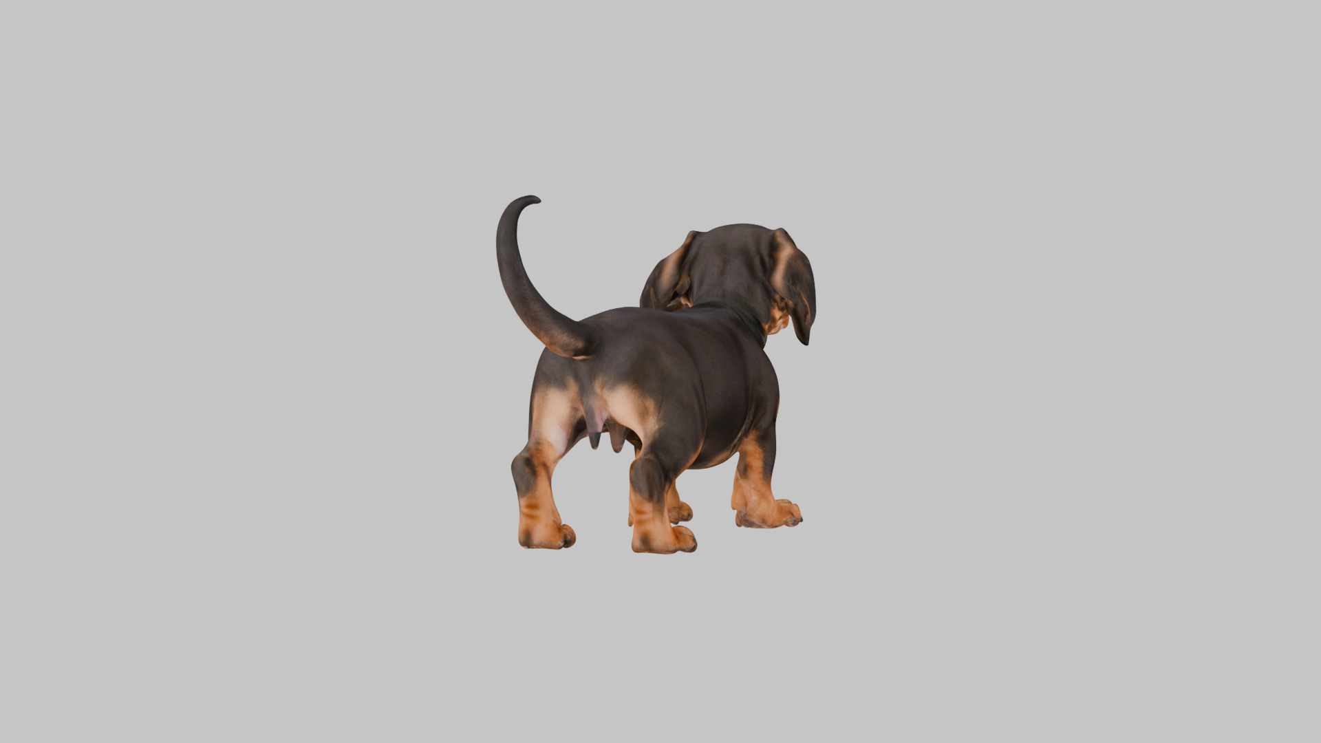 Cute 3D Dachshund Model Low Poly Game Ready Low-poly 3D model_16